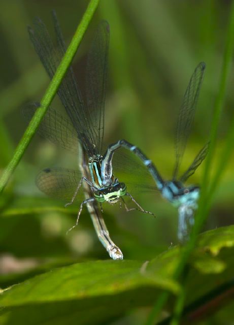 Enallagma exsulans Coenagrionidae