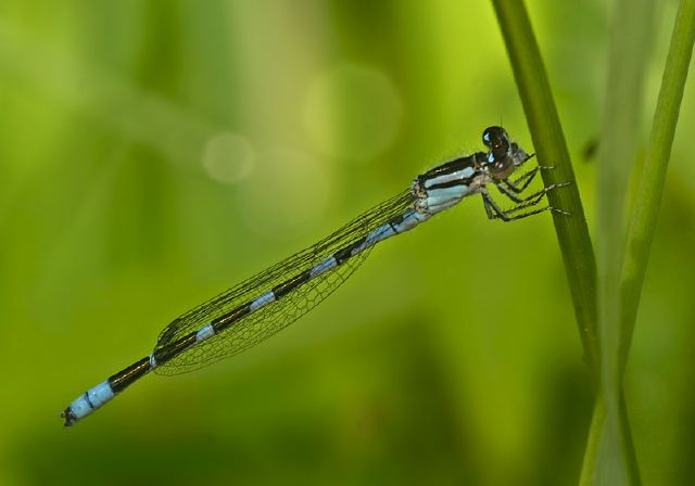 Enallagma carunculatum Coenagrionidae