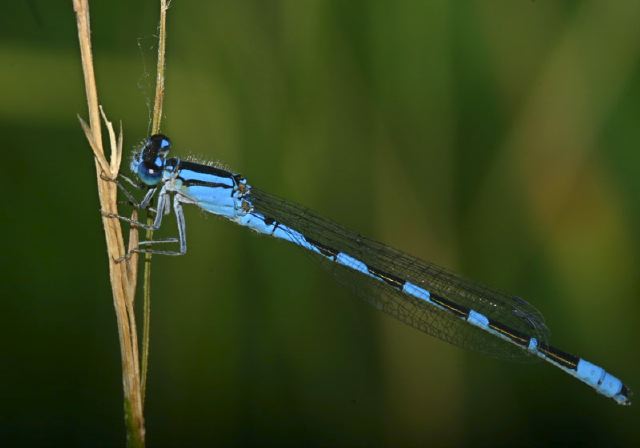 Enallagma carunculatum Coenagrionidae