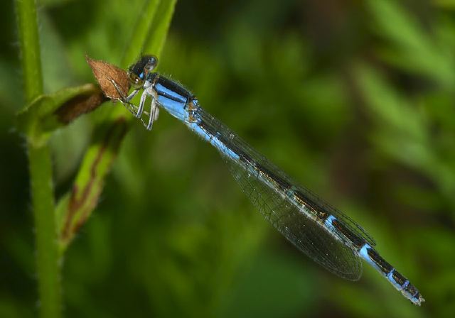 Enallagma carunculatum Coenagrionidae