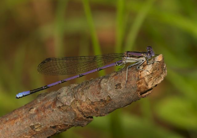 Argia fumipennis Calopterygidae