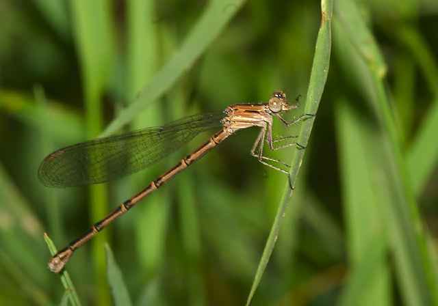 Argia fumipennis Calopterygidae