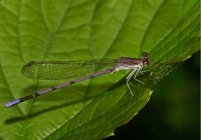 Argia fumipennis Calopterygidae