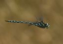 canada_darner4426