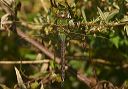 common_green_darner114