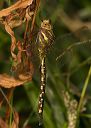 lance-tipped_darner870