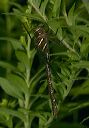 shadow_darner_0990