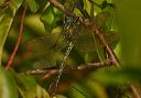 swamp_darner608