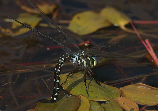 Aeshna tuberculifera Aeshnidae