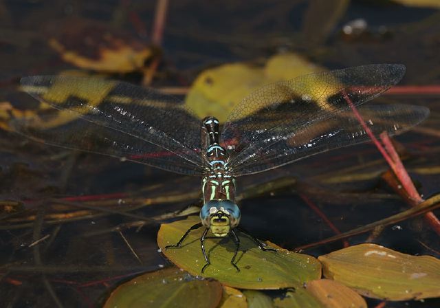 Aeshna tuberculifera Aeshnidae