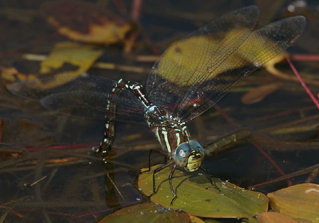 Aeshna tuberculifera Aeshnidae