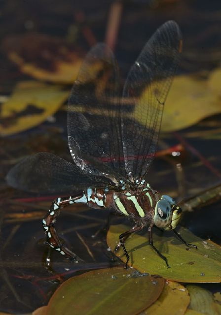 Aeshna tuberculifera Aeshnidae