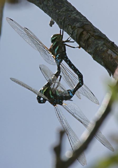 Aeshna tuberculifera Aeshnidae