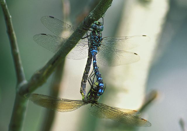 Aeshna canadensis Aeshnidae