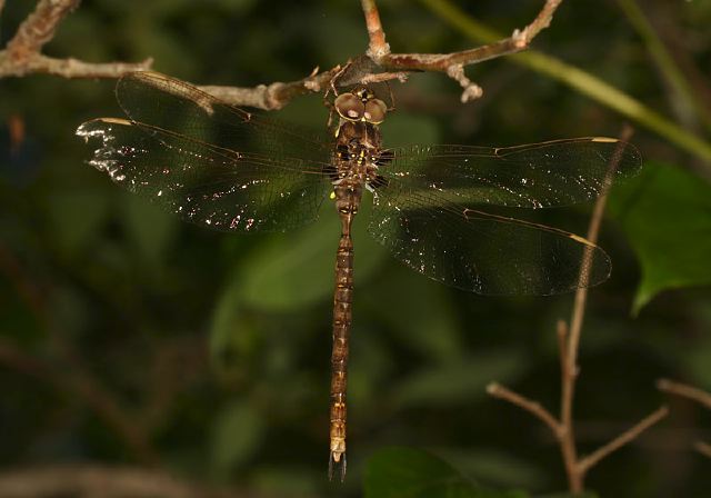 Boyeria vinosa Aeshnidae