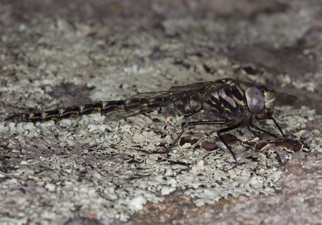 Gomphaeschna furcillata Aeshnidae