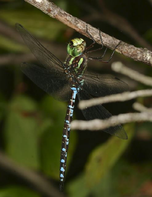 Aeshna verticalis Aeshnidae