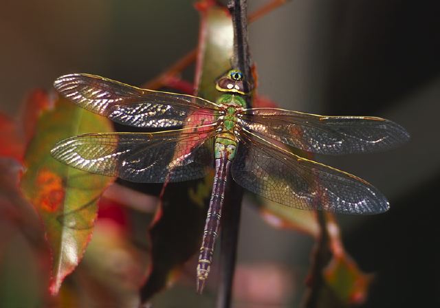 Anax junius Aeshnidae