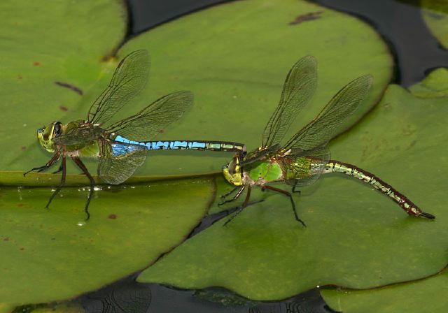 Anax junius Aeshnidae