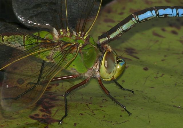 Anax junius Aeshnidae