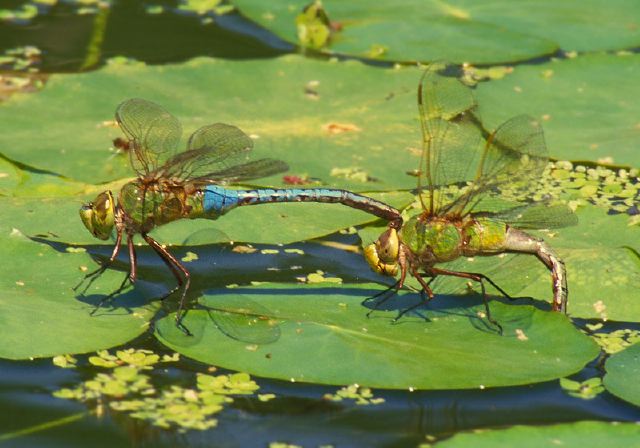 Anax junius Aeshnidae