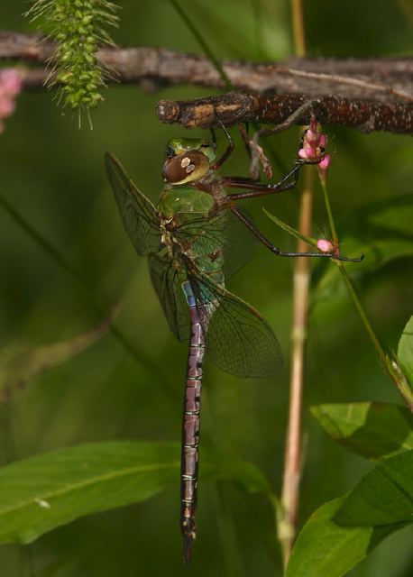 Anax junius Aeshnidae