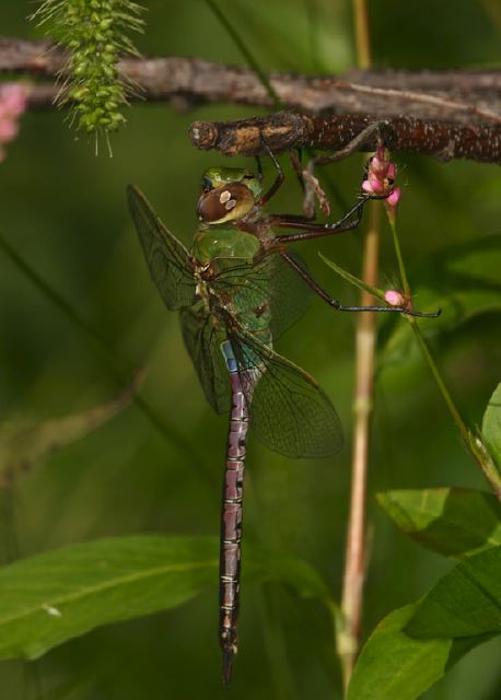 Anax junius Aeshnidae