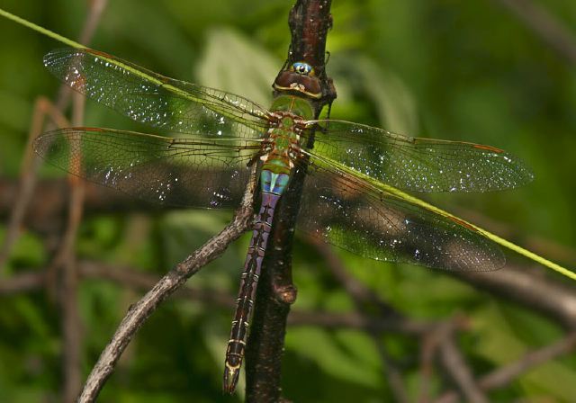 Anax junius Aeshnidae