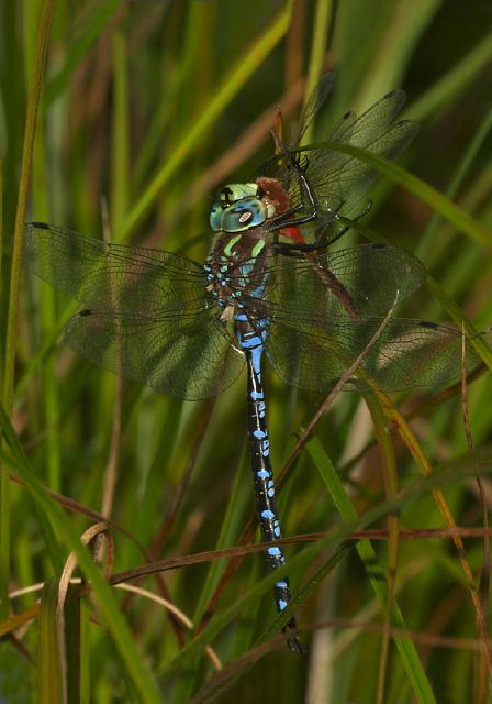 Aeshna constricta Aeshnidae