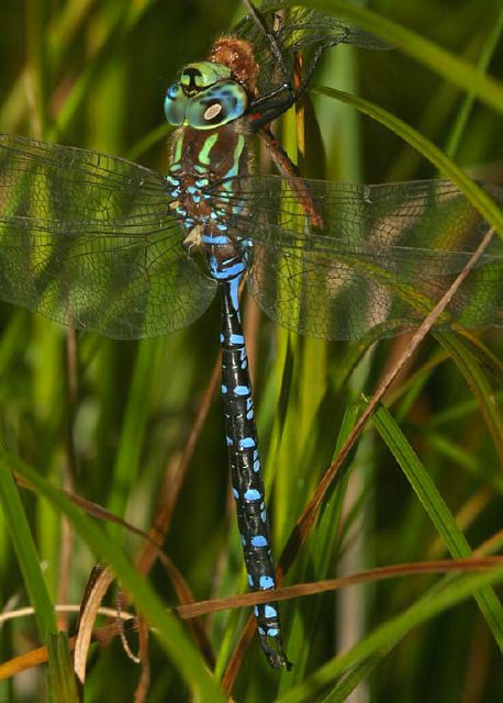 Aeshna constricta Aeshnidae