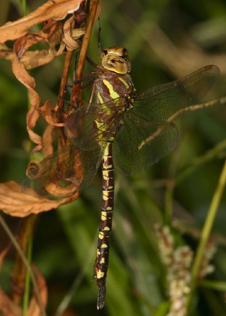 Aeshna constricta Aeshnidae