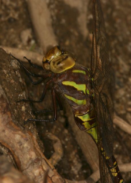 Aeshna constricta Aeshnidae