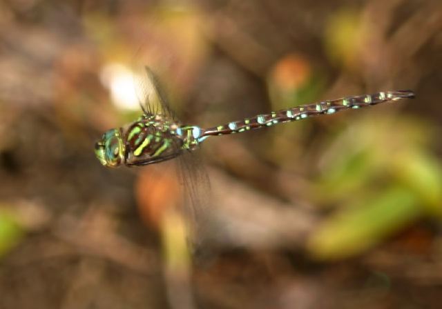 Aeshna umbrosa Aeshnidae