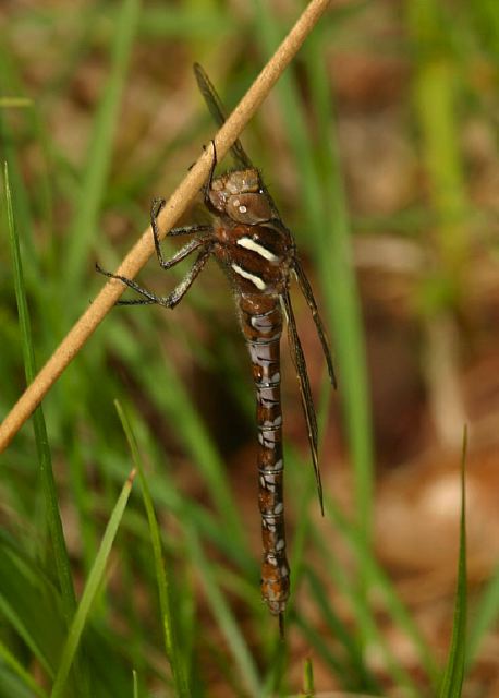 Basiaeschna janata Aeshnidae