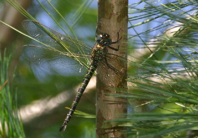 Epiaeschna heros Aeshnidae