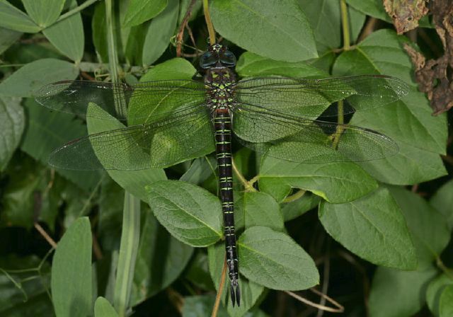 Epiaeschna heros Aeshnidae