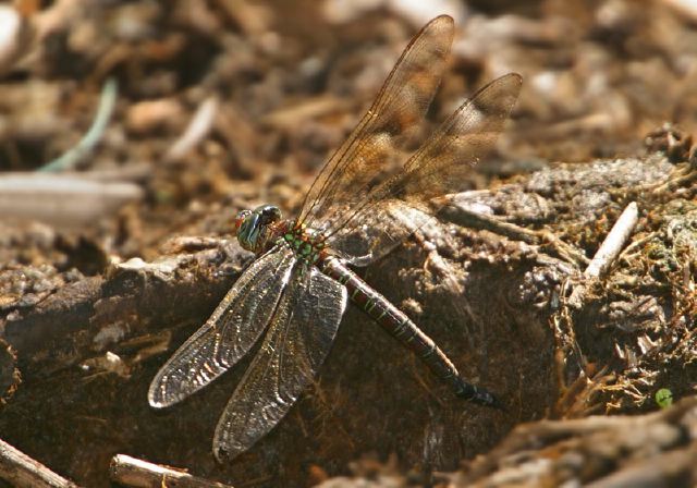 Epiaeschna heros Aeshnidae