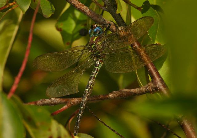 Epiaeschna heros Aeshnidae