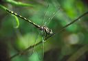 arrowhead_spiketail