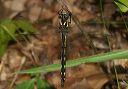 deltaspottedspiketail867