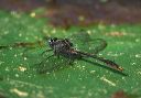 lilypad_clubtail