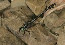 midland_clubtail_0362