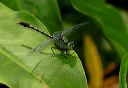 unicornclubtail82