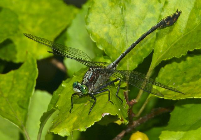 Dromogomphus spinosus Gomphidae