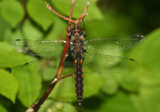 Epitheca cynosura Corduliidae