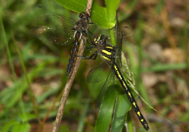 Cordulegaster diastatops Cordulegastridae