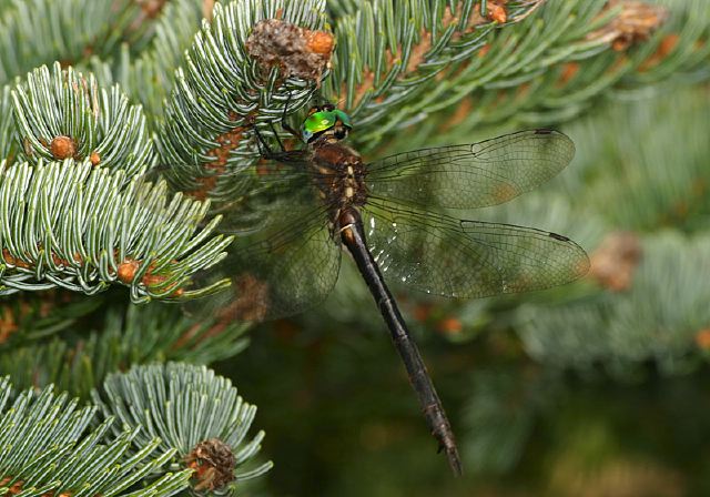 Somatochlora tenebrosa Corduliidae