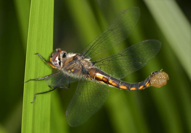 Epitheca cynosura Corduliidae