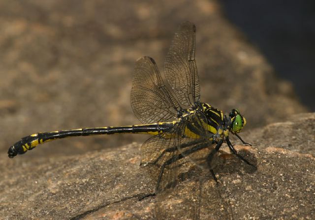 Hagenius brevistylus Gomphidae