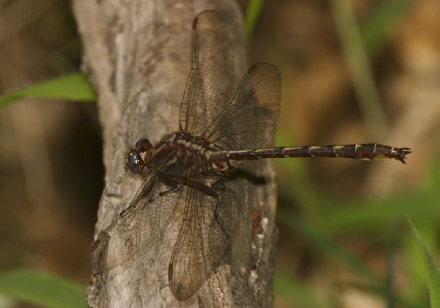 Gomphus lividus Gomphidae